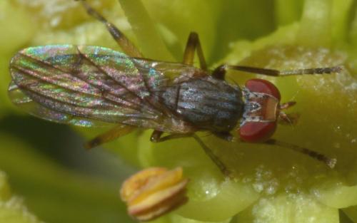 Pherbellia annulipes